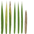 Grass Blades 001