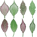Free Leaves Texture