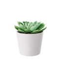 Echeveria Succulent Potted Plant Model, Green