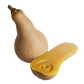 Butternut Squash Models