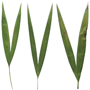 Grass Blades 002
