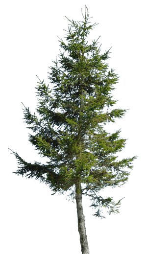 Backdrop Conifer Large 005