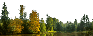 Backdrop Treeline Autumn 001