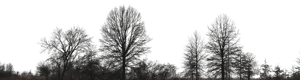 Backdrop Treeline Bare 002