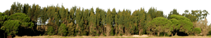 Backdrop Treeline Conifer 001
