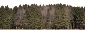 Backdrop Treeline Conifer 002