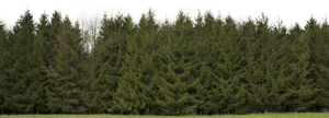 Backdrop Treeline Conifer 003