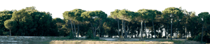 Backdrop Treeline Greenleaf 002