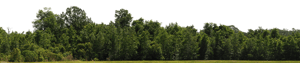Backdrop Treeline Greenleaf 006