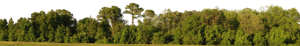 Backdrop Treeline Greenleaf 009
