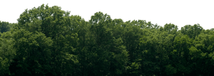 Backdrop Treeline Greenleaf 011