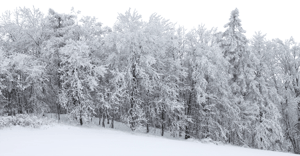 Backdrop Treeline Snowy 002