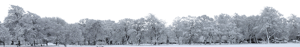 Backdrop Treeline Snowy 003