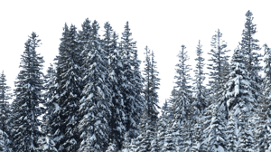 Backdrop Treeline Snowy 004