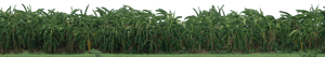 Backdrop Treeline Tropical 001