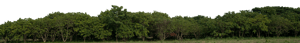 Backdrop Treeline Tropical 003