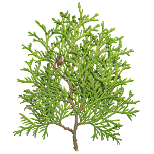 Branch Conifer 001