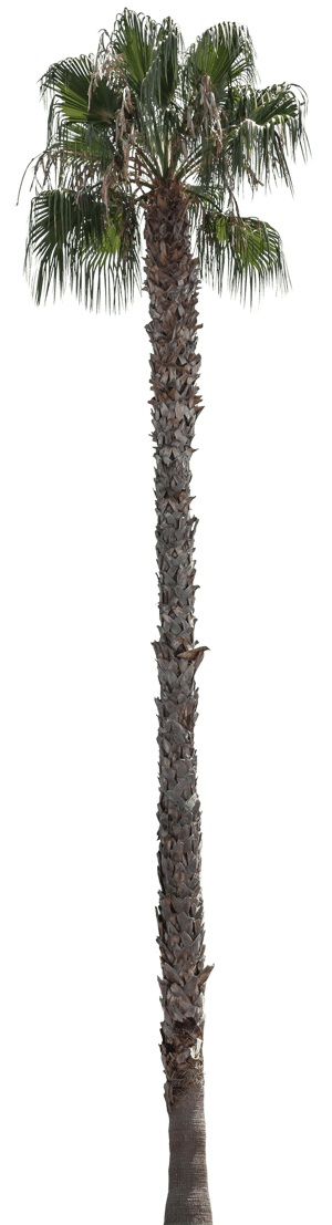 Backdrop Palm Medium 001
