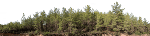 Backdrop Treeline Conifer 004