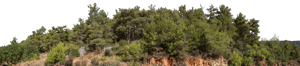 Backdrop Treeline Conifer 006