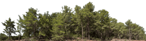 Backdrop Treeline Conifer 008
