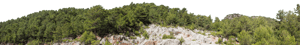 Backdrop Treeline Conifer 010