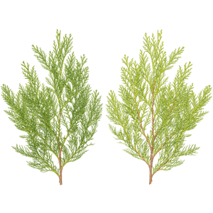 Branch Conifer 005