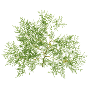 Branch Conifer 006