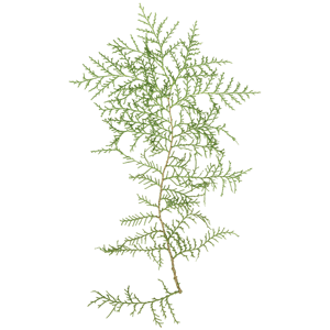 Branch Conifer 007