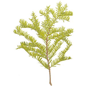 Branch Conifer 008