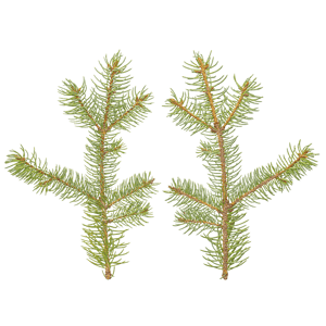 Branch Conifer 009