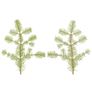 Branch Conifer 010