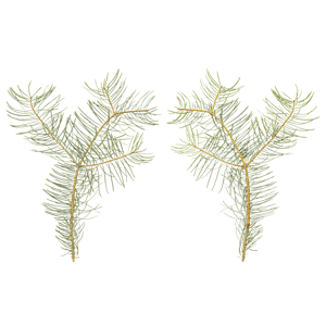 Branch Conifer 011