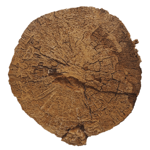 Jagged Cut Tree Trunk Texture