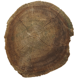 Dark Ring Cut Tree Trunk Texture