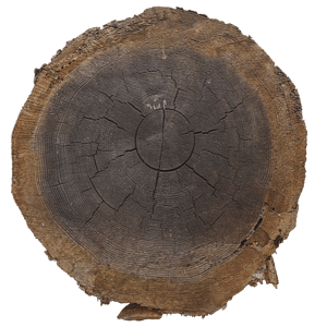 Cut Tree Trunk Texture, Dark Brown