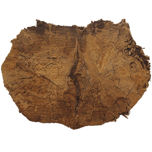 Curved Cut Tree Trunk Texture