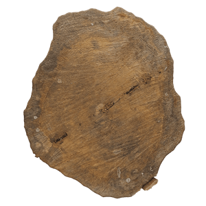 Cut Tree Trunk Texture, Warm Tan