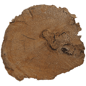 Irregular Cut Tree Trunk Texture