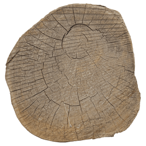 Cut Tree Trunk Texture, Cool Tan