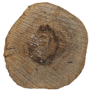 Sappy Cut Tree Trunk Texture