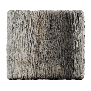 Elm Bark Texture