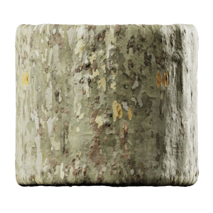 Mottled Sycamore Bark Texture