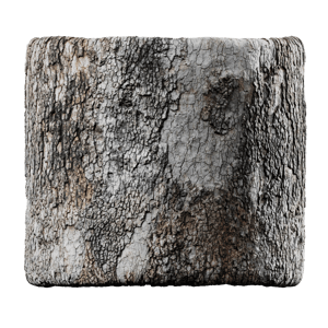 Mottled Deciduous Bark Texture