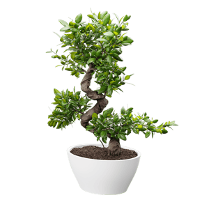 Bonsai Potted Plant Model