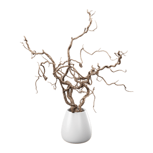 Bare Corkscrew Hazel Potted Plant Model