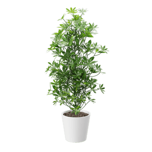 Nora Dwarf Umbrella Tree Potted Plant Model