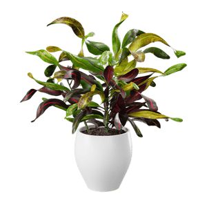 Mammy Croton Plant Potted Plant Model
