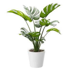 Monstera Deliciosa Plant Potted Plant Model