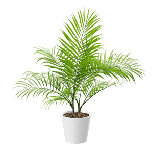 Bangalow Palm Potted Plant Model